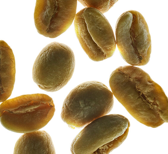 Arabica coffee shrub-Plant caffeine-Caffeine