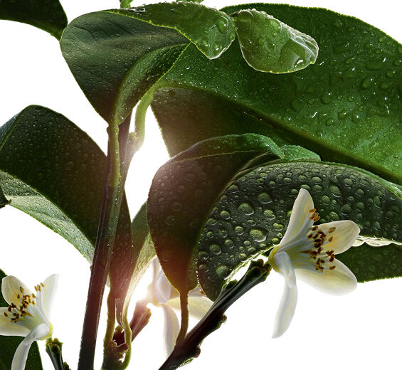 Bitter orange tree-Bitter orange tree wax-Citrus aurantium amara (bitter orange) flower wax