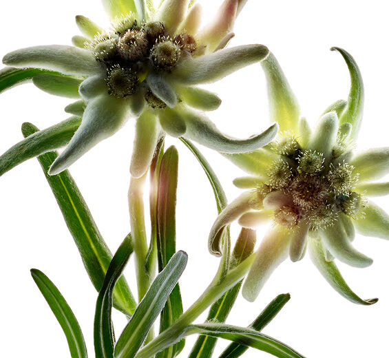 Edelweiss-Organic edelweiss extract-Leontopodium alpinum extract