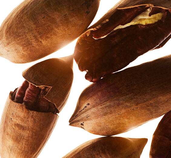 Pecan tree-Pecan tree extract (organic plant)-Carya illinoinensis (pecan) shell extract