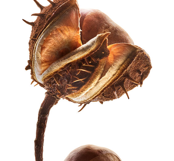 undefined-Horse chestnut extract (organic plant)-Aesculus hippocastanum (horse chestnut) seed extract