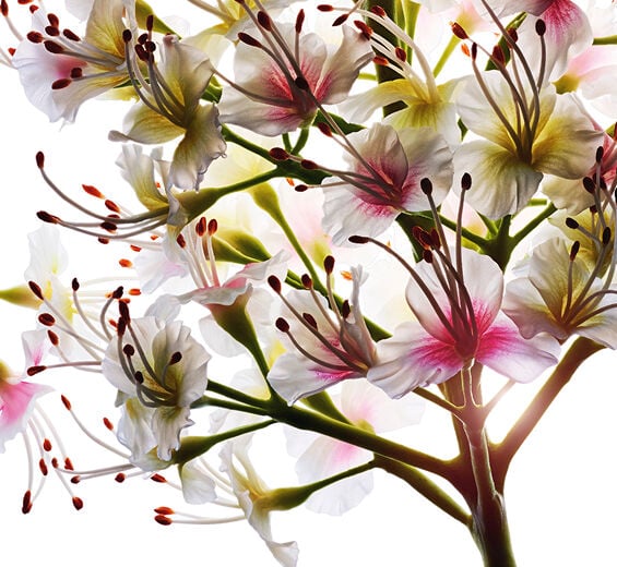Horse chestnut tree-Organic horse chestnut flower extract-Aesculus hippocastanum (horse chestnut) extract