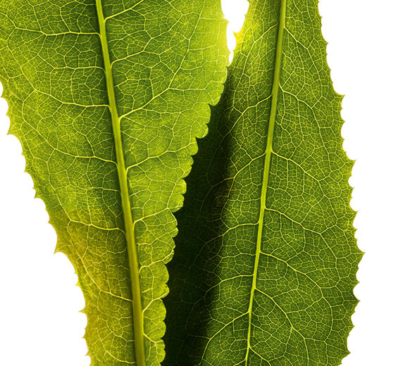 Chicory-Chicory extract-Cichorium intybus (chicory) leaf extract