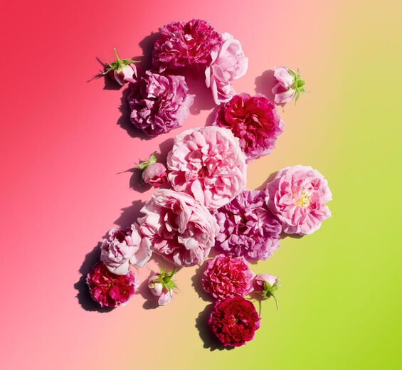 Damask rose-Rose wax-Rosa damascena flower wax
