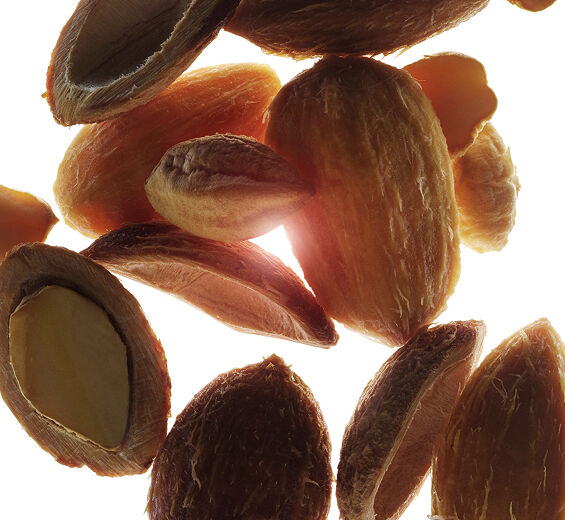 Desert date-Organic desert date extract-Balanites roxburghii seed oil