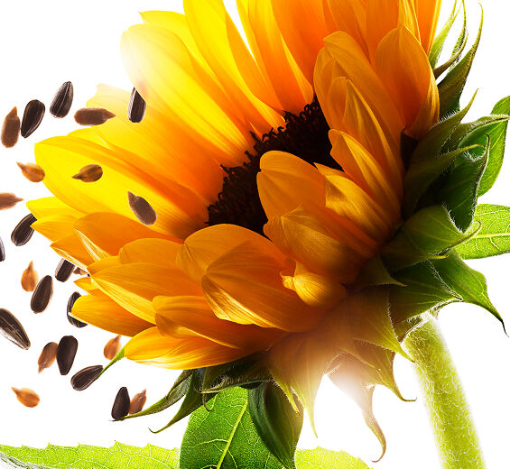 Sunflower-Sunflower oil-Helianthus annuus (sunflower) seed oil