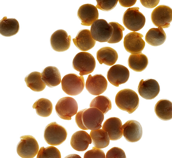 Quinoa-Organic quinoa extract-Chenopodium quinoa seed extract