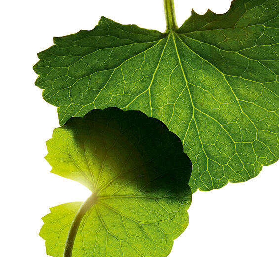 Centella asiatica-Asiaticoside-Asiaticoside