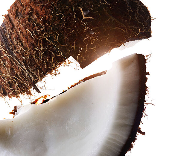 Coconut tree-Coconut oil-Cocos nucifera (Coconut) oil