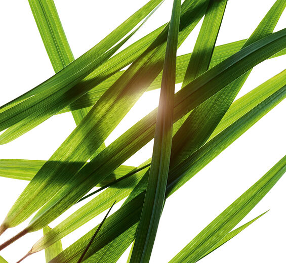 Bison grass-Bison grass extract (organic plant)-Hierochloe odorata extract