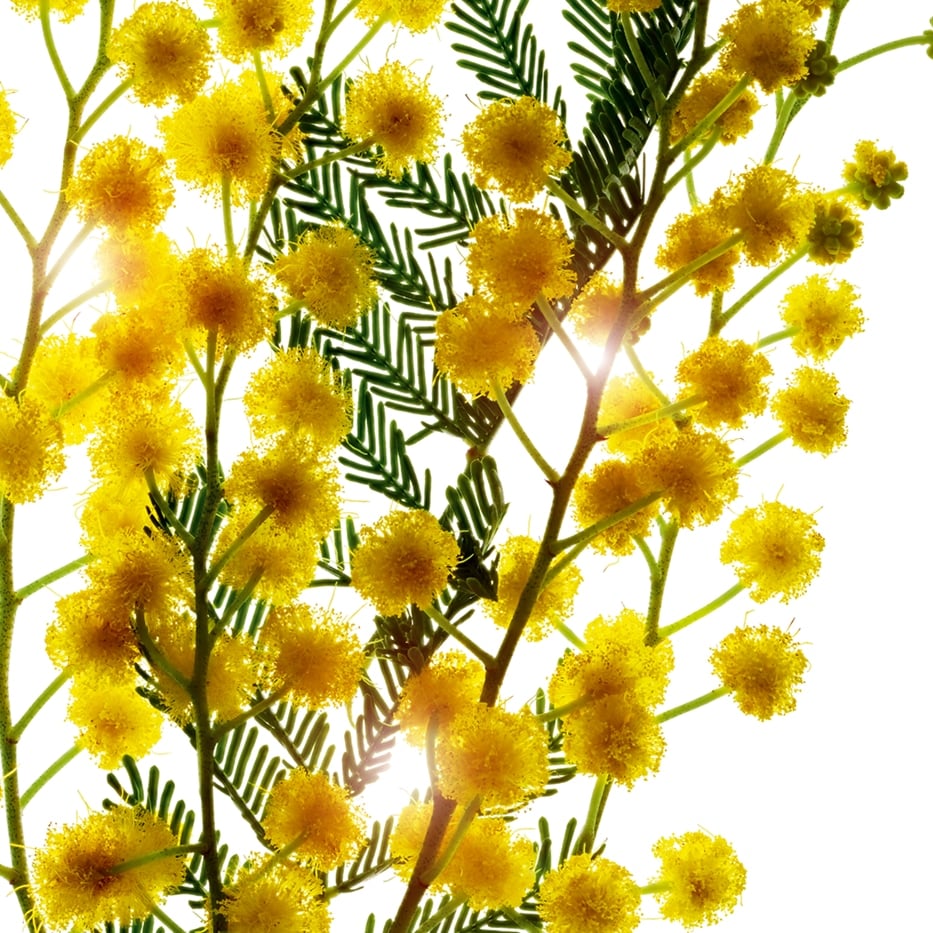 Acacia Senegal tree-Acacia Micropearls-Acacia Senegal gum