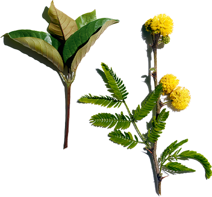 Harungana et fleur de cassie