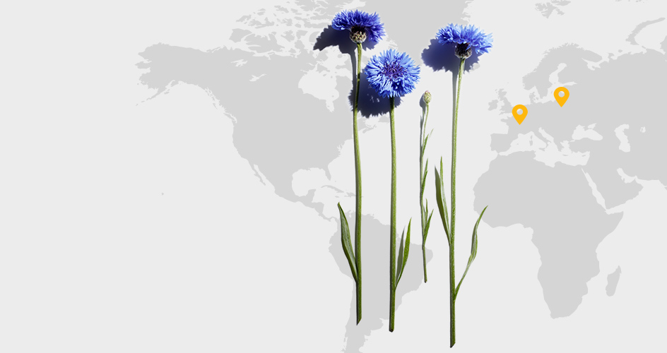 Cornflower