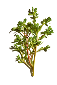 Purslane extract