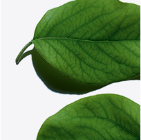 Quince leaf