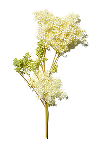 Meadowsweet extract