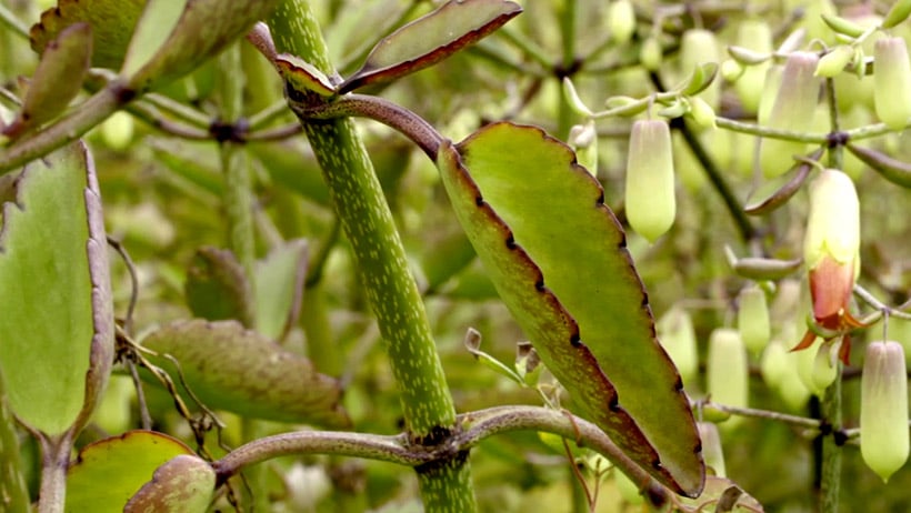 Leaf of life