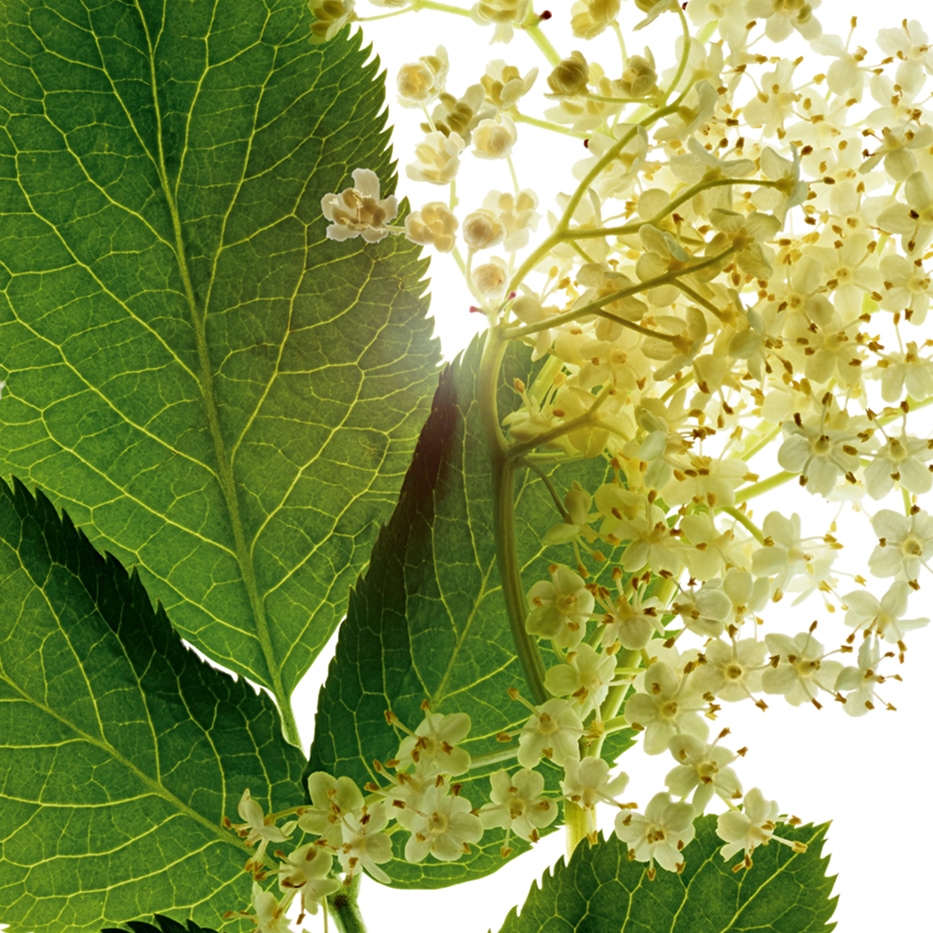 Elder-Organic elder extract-Sambucus nigra flower extract