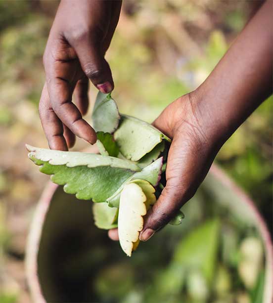 Leaf of Life