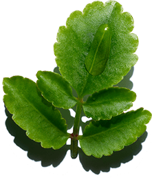 Leaf of Life