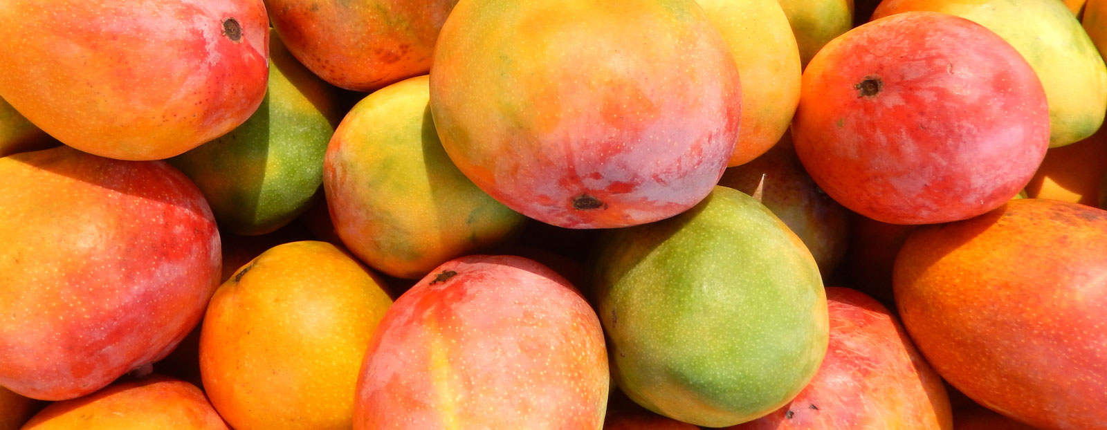 Find the benefits of Mango