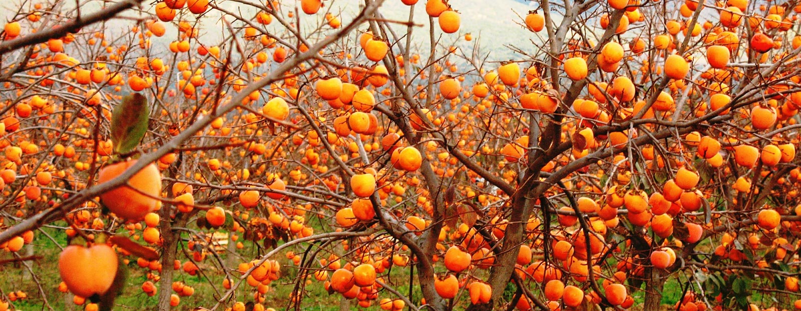 Find the benefits of Persimmon