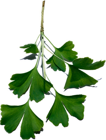 Ginkgo biloba