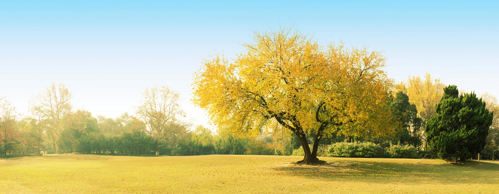 The forty-coin tree