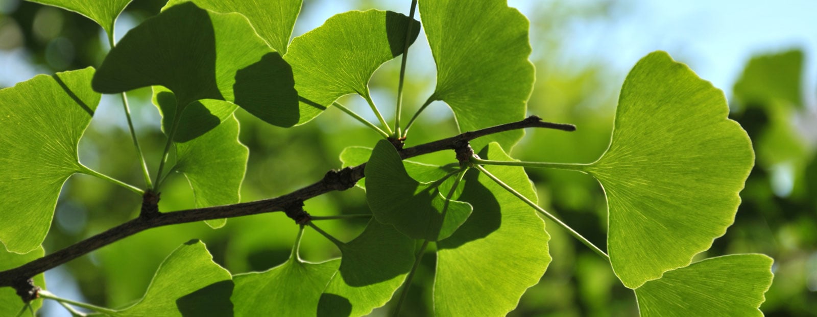 Find the benefits of Ginkgo Biloba