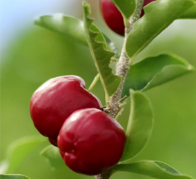 Discover Acerola Video