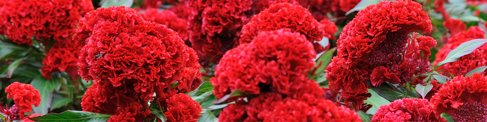 Continue the journey