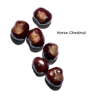 Horse Chestnut