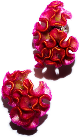 Celosia